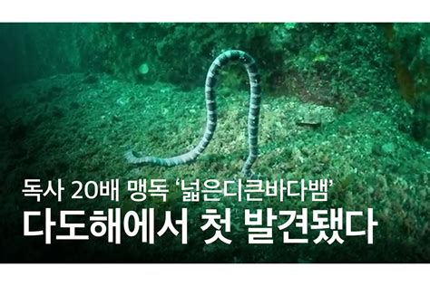 일반 독사 20배 맹독 다도해에서 첫 발견