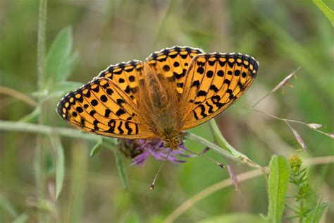 Speyeria Aglaja Dark Green Fritillary Nymphalidae Be Flickr