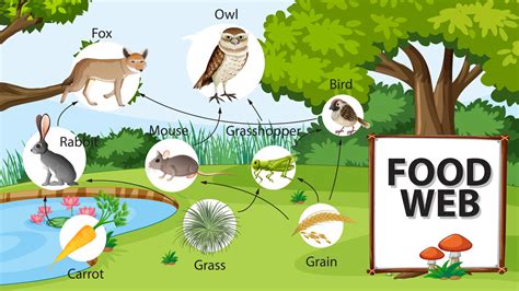 Forest Food Webs