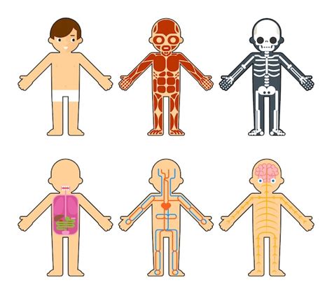 Free Vector | Body anatomy for kids. The skeleton and muscles, nervous ...