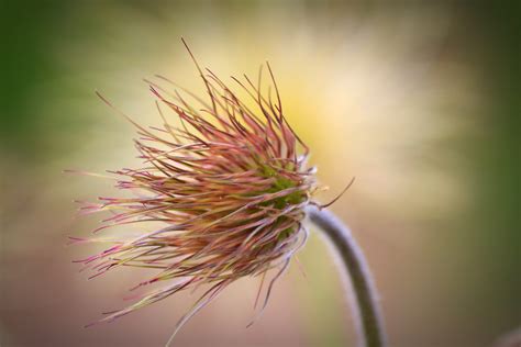 A Magical Transformation of Nature | by Anne Bonfert | ALFEW | May