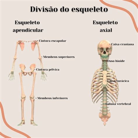 O Que é O Esqueleto Humano - 6
