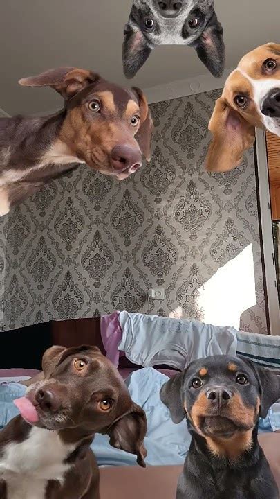 Я на Море с подругой! 🐙 🪼 🦑 🐱 🐸 🐶 🐴 🐕‍🦺🦮🐕🐩 🐈‍⬛🐈 🐑🐏 🐐 🐄 🐎 🦦 🐕‍🦺🦮🐶🐕🐈‍⬛🐈🐱🥰 ...