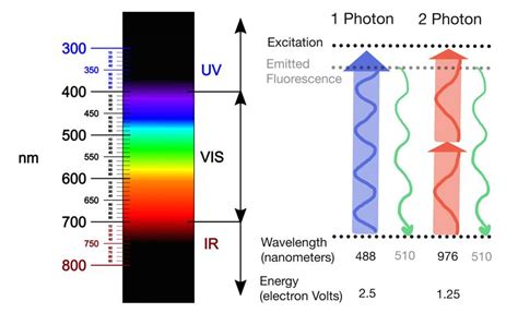 Two-Photon Microscopy Resolution - Inselmane