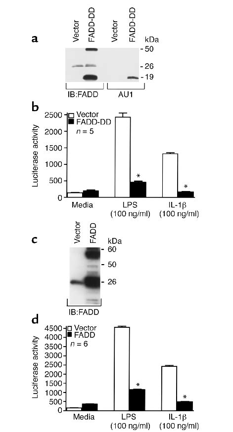 Overexpression of FADD or the DD of FADD inhibits LPS and IL 1βinduced