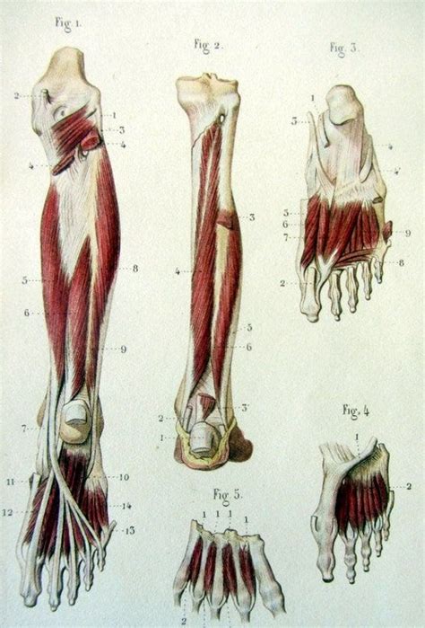 Vintage Anatomy Muscles Color Lithograph Print Antique Etsy