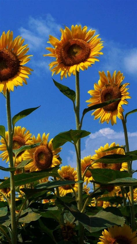 Top 999+ Sunflower Field Wallpaper Full HD, 4K Free to Use