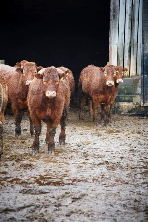 British Cattle Farming Stock Image Image Of Agricultural 163564495