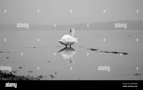 Swan And Its Reflection In The Water Standing On The Lake Shore In