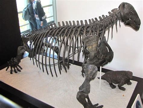 Moschops | American Museum of Natural History, NYC (Canon SX… | Flickr