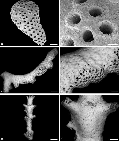 A B Ramofilisparsa Walteri Voigt Holotype Smf Early