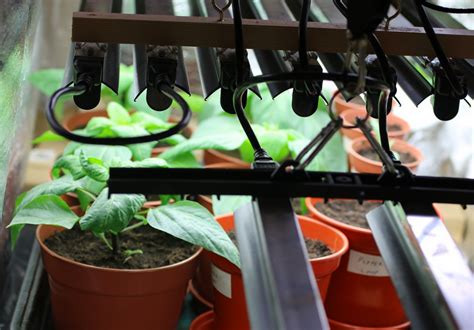 Growing Vegetables Inside: How To Use Lighting To Increase Your Yield – Little Green Blog