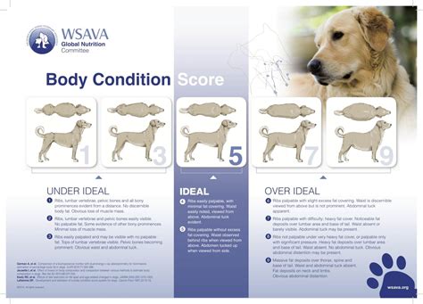 What To Do If Your Dog Is Overweight - Julius K9 UK