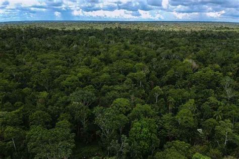 Esta es la estrategia para frenar la deforestación en el Amazonas