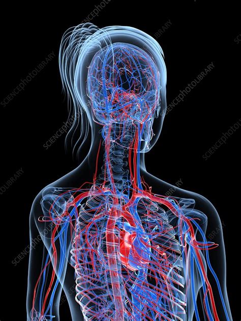 Female Cardiovascular System Artwork Stock Image F005 6594