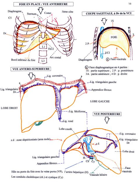 Schemas Anatomie Pcem Syst Me Nerveux Lca Ecninfo