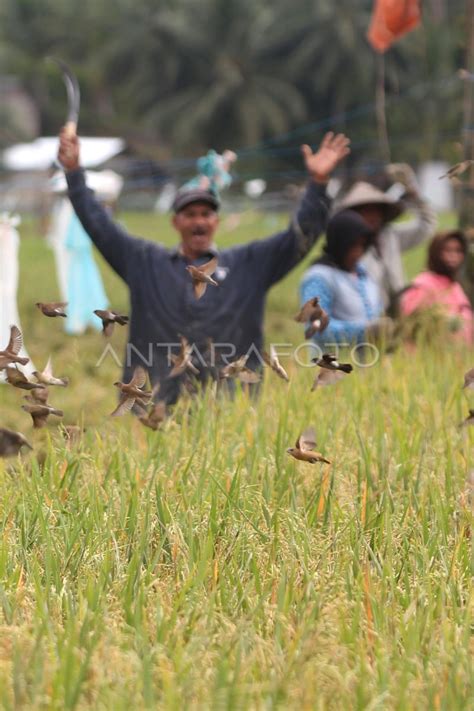 SERANGAN HAMA BURUNG PIPIT ANTARA Foto