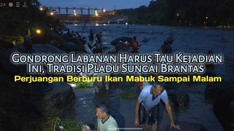 Heboh Pladu Sungai Brantas Ikan Kodal Saat Magrib Youtube