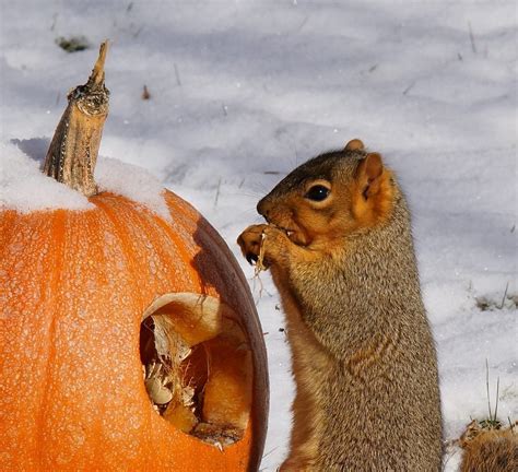 Pumpkin Eating Pumpkin