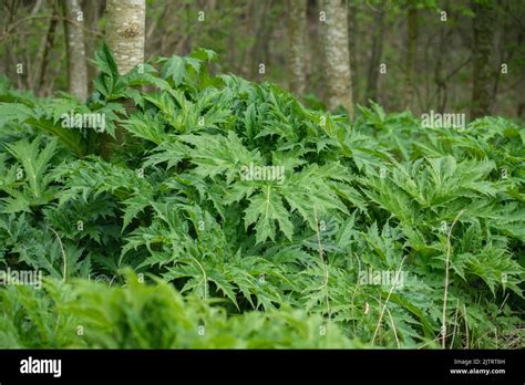 Leafs Of Giant Hogweed Heracleum Mantegazzianum Stock Photo Alamy