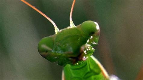 Male Praying Mantises Have Found A Way To Avoid Getting Eaten During Sex Science