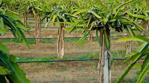 What Are The 3 Amazing Facts Of Dragon Fruit Farming All Across India?