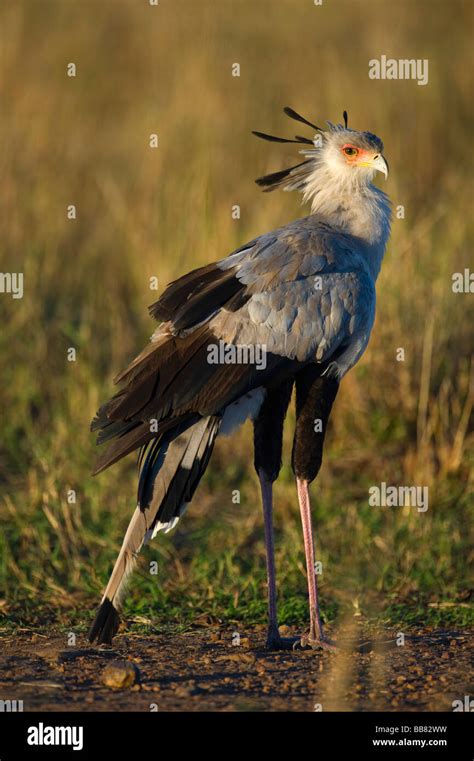 Secretary Bird Sagittarius Serpentarius Masai Mara National Reserve