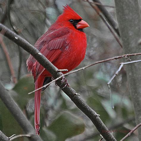 Crimson Cardinal Digital Art By Digiart Diaries By Vicky B Fuller