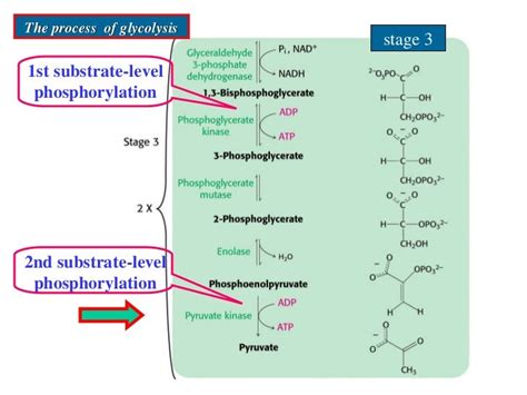 Difference Between Glycolysis And Gluconeogenesis