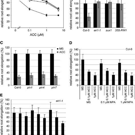 Ethylene Insensitivity In Mutants With Abolished Basipetal Auxin