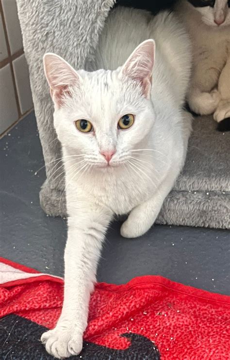 animal shelter st george utah 4