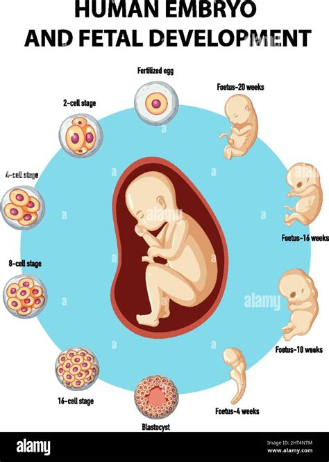 Infografik Zur Entwicklung Menschlicher Embryonen Und F Tus Stock