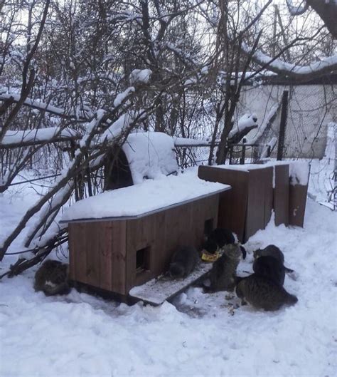 We Built Tiny Houses For Homeless Cats In Riga To Help Them Survive