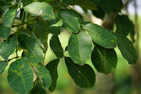 Hevea Brasiliensis También Llamada Para árbol De Caucho Sharinga árbol