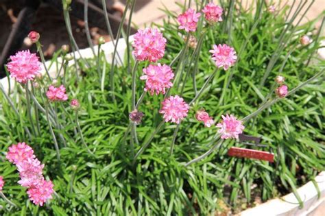 ほったらかしでも毎年咲く花は？多年草をプランターに植える方法を紹介 くらしのマーケットマガジン