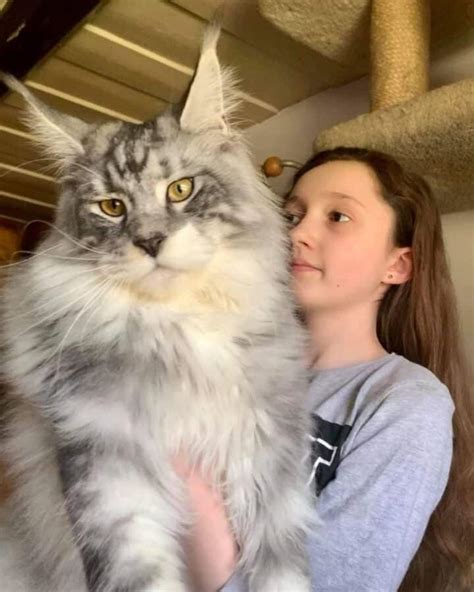 11 Majestic Maine Coons That Are Fully Grown MaineCoon Org