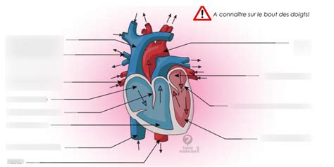 Chapitre Syst Me Cardio Vasculaire Anatomie Cardiaque Diagram