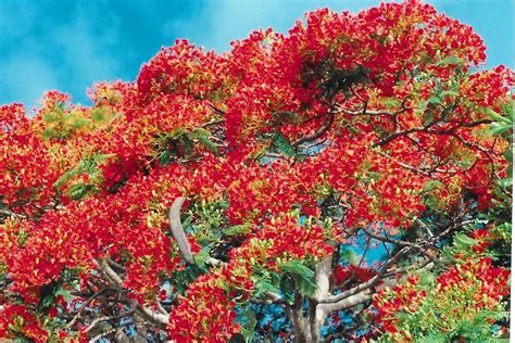 Flamboyant Flammenbaum Aus Madagaskar Gartenlexikon And Gartenmagazin