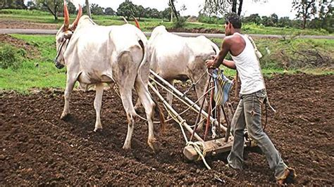 Kharif पेरणीची घाईसंकटात नेई खरीप महिनाभर लांबणीवर काय आहेत