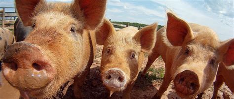 garden space naturally  pigs beginning farmers