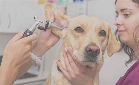 Dog Ear Problems - TECA Surgery may help | SurgiPet, Carlsbad, CA