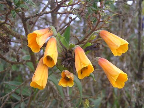 Inca Flowers Along The 4 Day Inca Trail I Came Across Thes Flickr