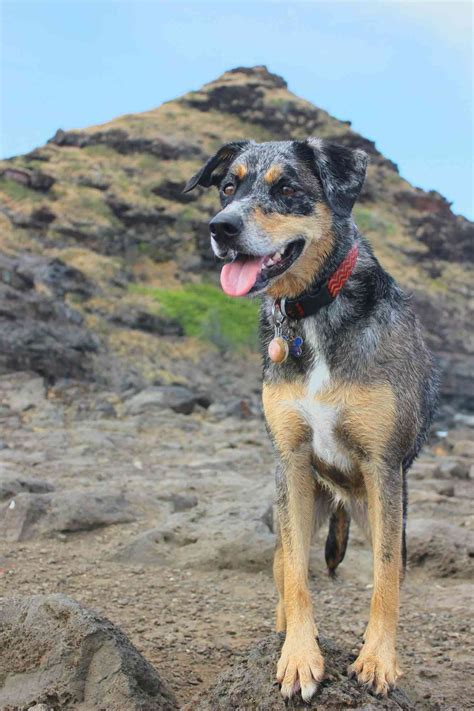 What Us State Has The Most Dogs
