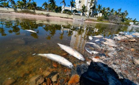 Aguas Reciduales La Cauda De Mortandad En Peces Del Estero Del Yugo