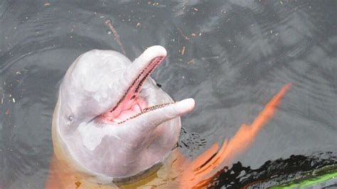 See An Extremely Rare Pink Dolphin Swimming Through The Ocean Giant