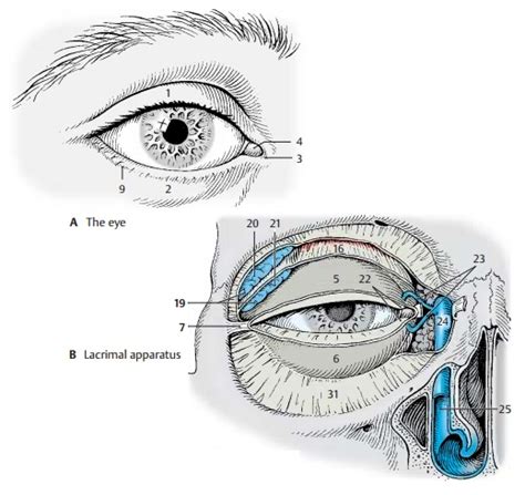 Superior Tarsal Plate