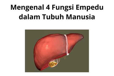 Mengenal 4 Fungsi Empedu Dalam Tubuh Manusia