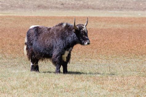 Close Up Wild Yak In Himalaya Mountains Nepal Stock Image Image Of