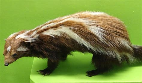 Striped polecat facts, distribution & population | BioDB