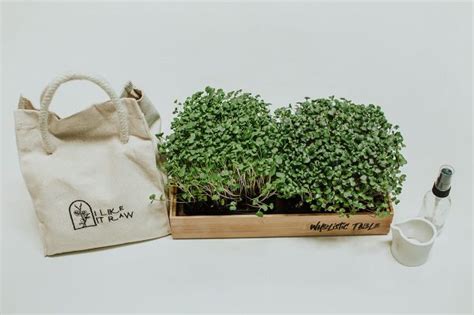 Microgreens Grow Kit – Wholistic Table